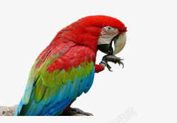 漂亮的鹦鹉彩色羽毛动物高清图片