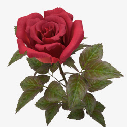 一支带刺花朵单支玫瑰深绿叶子带刺花朵单支玫瑰高清图片