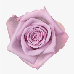淡紫色玫瑰花素材