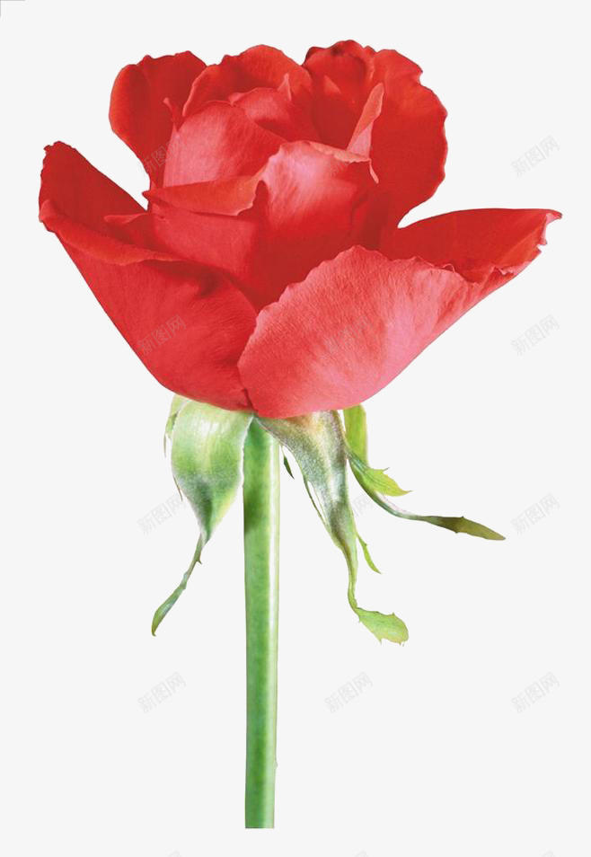 红色玫瑰花png免抠素材_新图网 https://ixintu.com 一朵玫瑰花 化妆品元素 植物 红色 鲜花