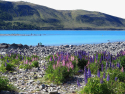 新西兰特卡波湖风景区唯美特卡波湖高清图片
