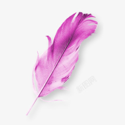 紫鸟禽羽毛素材