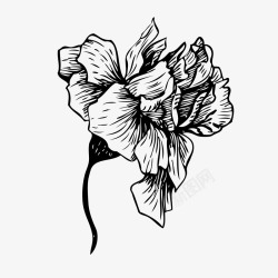 黑白手绘花卉装饰素材