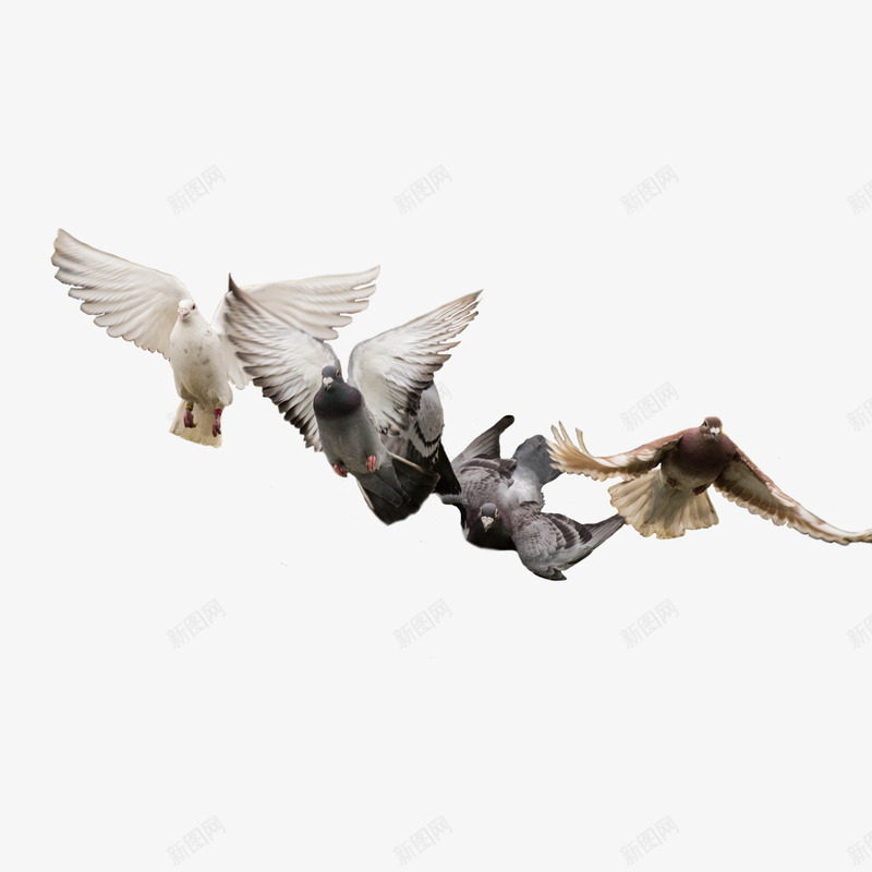 动物鸽子图案png免抠素材_新图网 https://ixintu.com 羽毛 翅膀 鸽子图案 鸽子图片 鸽子飞素材
