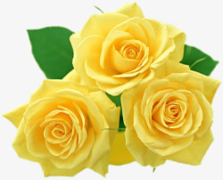 黄色唯美花朵玫瑰素材