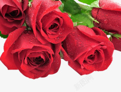 红玫瑰花背景素材