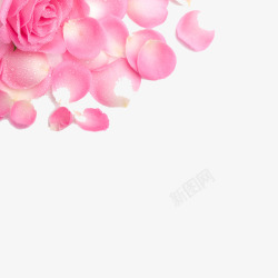 唯美粉色花瓣素材