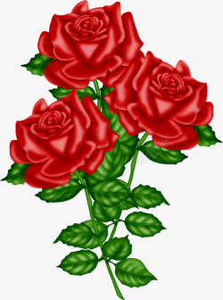 手绘红玫瑰素材