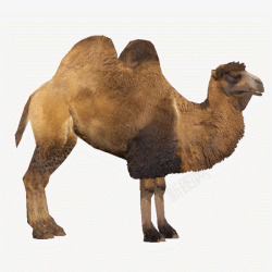 成年公骆驼素材
