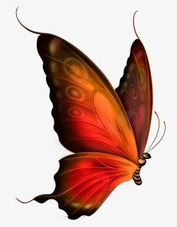 深红色蝴蝶深红色大翅膀蝴蝶高清图片