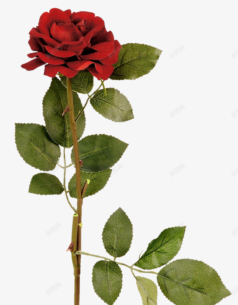 一支红玫瑰png免抠素材_新图网 https://ixintu.com 叶子 红玫瑰 绿叶 鲜花