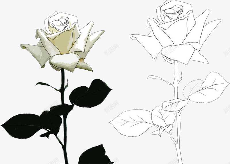 白玫瑰手绘png免抠素材_新图网 https://ixintu.com 手绘 爱情 白玫瑰 白玫瑰手绘 白色 盛开 绿色 美丽 高洁