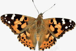 动物标本黄色底纹蝴蝶高清图片