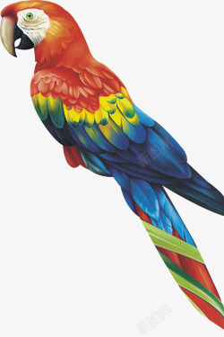 彩绘啄木鸟素材