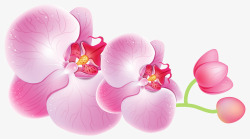粉色蝴蝶花可爱纯洁的蝴蝶花高清图片