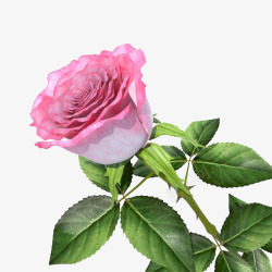 一支带刺花朵单支玫瑰一支花瓣粉红色盛开单支玫瑰高清图片