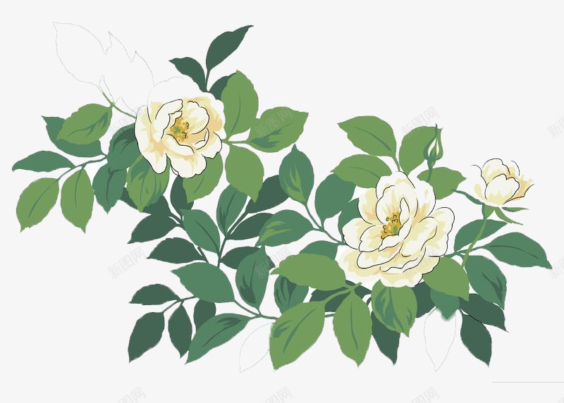 盛开的白玫瑰png免抠素材_新图网 https://ixintu.com 手绘 爱情 白玫瑰 白玫瑰手绘 白色 盛开 绿色 美丽 高洁