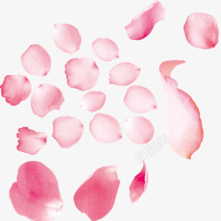 粉色玫瑰花瓣的唯美素材