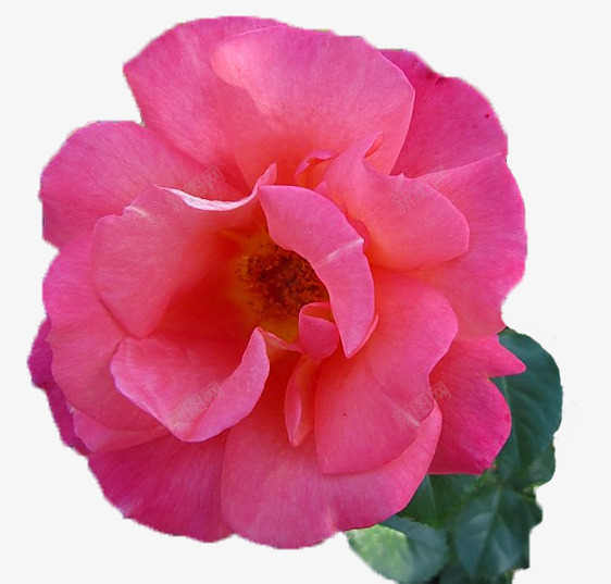 鲜艳的红色玫瑰png免抠素材_新图网 https://ixintu.com 鲜艳的红色玫瑰