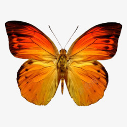 蝴蝶黄色蝴蝶展开翅膀的蝴蝶素材