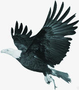 黑色羽毛飞翔的小鸟素材