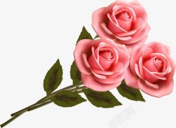 三朵粉色玫瑰素材