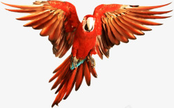 红色的鹦鹉卡通鹦鹉高清图片