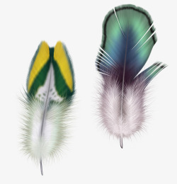 多色羽毛黄绿白在一起的羽毛高清图片