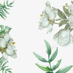 蝴蝶花藤高贵白色立体花朵高清图片