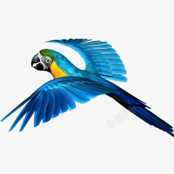 鹦鹉免扣PNG图蓝色魅力装饰鹦鹉高清图片