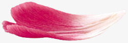 粉红玫瑰花花瓣装饰素材