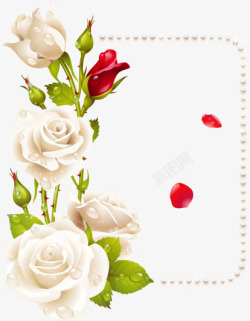 白玫瑰边框素材