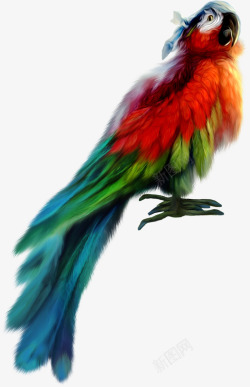 鹦鹉可爱彩色羽毛可爱鹦鹉高清图片