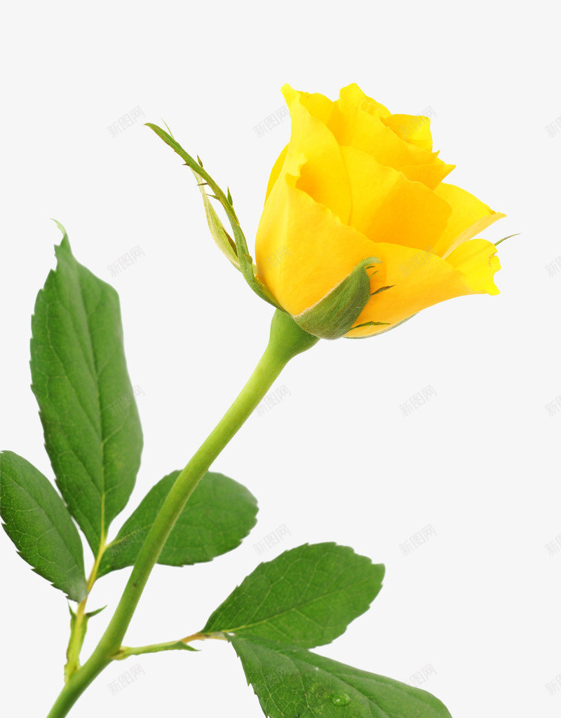一朵黄玫瑰png免抠素材_新图网 https://ixintu.com 一朵黄玫瑰 七夕节 实物 玫瑰 玫瑰花 绿叶 鲜花 黄玫瑰