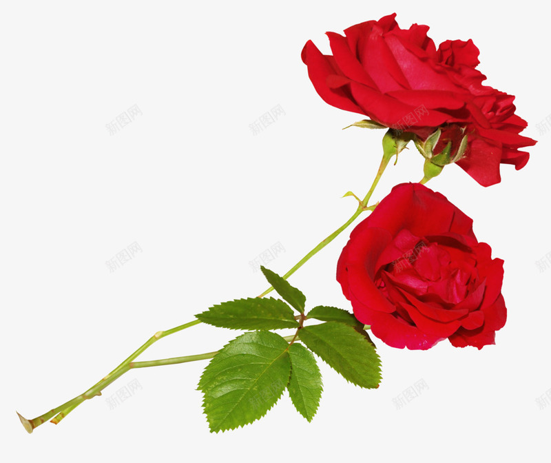 红色玫瑰花两朵玫瑰花png免抠素材_新图网 https://ixintu.com 两朵 玫瑰花 素材 红色