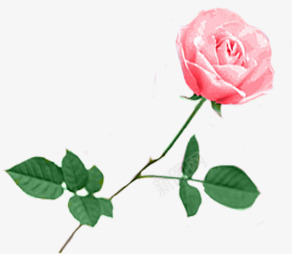 花png免抠素材_新图网 https://ixintu.com 一朵花 一枝花 七叶 玫瑰 绿叶 花枝
