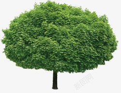 椭圆形绿色的树木素材