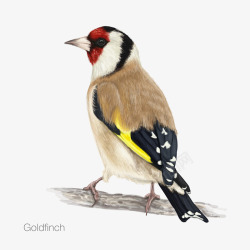 金色的鸟儿Goldfinch高清图片