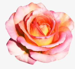 玫瑰开花sp法兰西玫瑰开花高清图片