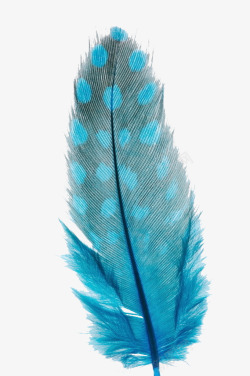 羽毛印刷背景手绘羽毛高清图片