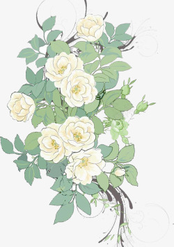 白玫瑰手绘盛开的白玫瑰高清图片