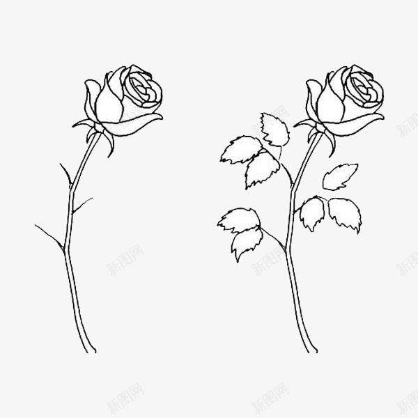 两朵白玫瑰手绘png免抠素材_新图网 https://ixintu.com 手绘 爱情 白玫瑰 白玫瑰手绘 白色 盛开 绿色 美丽 高洁