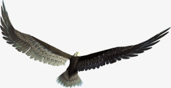 黑色羽毛小鸟翅膀素材