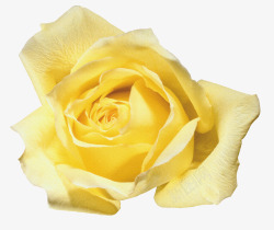 手绘黄玫瑰鲜花花束黄色玫瑰高清图片