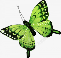 绿色斑纹绿色斑纹花纹蝴蝶高清图片