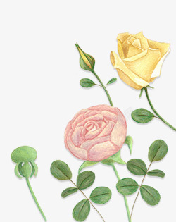 手绘黄玫瑰手绘装饰玫瑰花高清图片