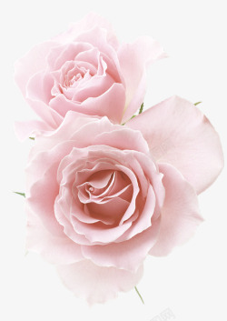 清新粉色玫瑰素材