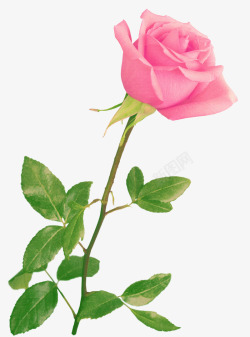 粉红色玫瑰花实物装饰图案素材