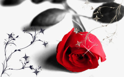 荆棘花带刺玫瑰高清图片