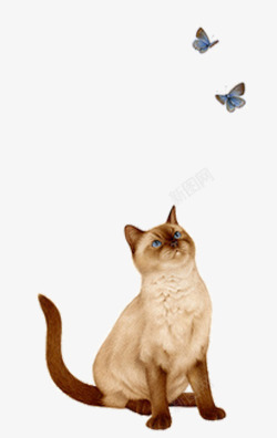 猫咪看蝴蝶矢量图素材